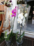 Орхидеи в Цветочной лавке
